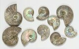 Lot: KG Silver Iridescent Ammonites (-) - Pieces #79438-1
